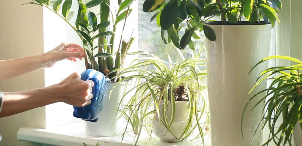 De ce să folosiți apă distilată pentru plante. Oferă o sursă de apă curată care nu va dăuna plantelor tale