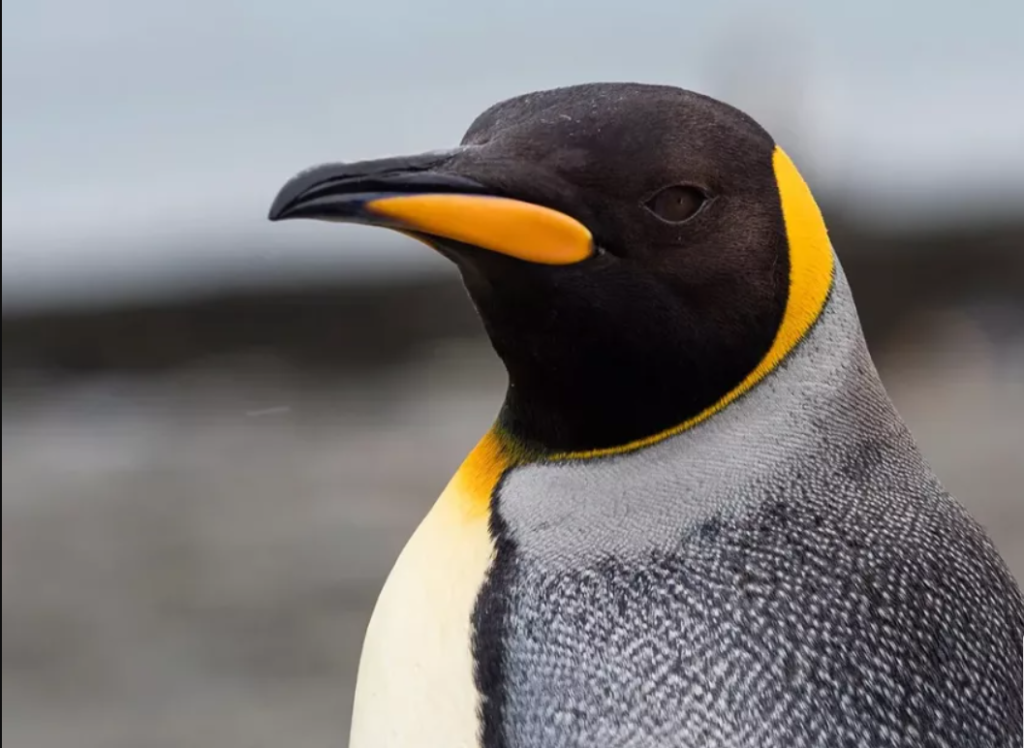 cel mai mare pinguin