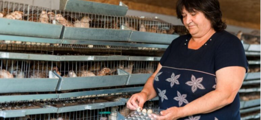 crescatorie de prepelite