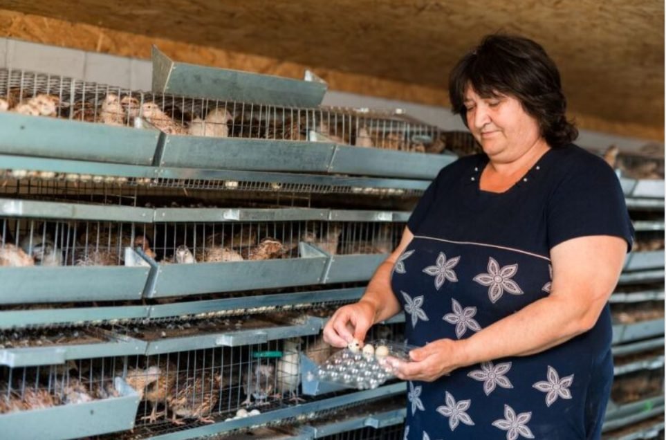 O crescătorie de prepelițe din sudul țării se dezvoltă cu sprijinul UE și PNUD Moldova. Cum a început afacerea soților Fiodor și Alexandra Stefoglo din satul Găvănoasa, raionul Cahul