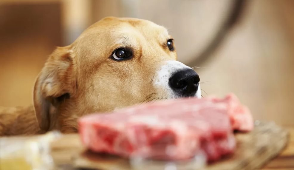 De ce nu e bine să dai câinelui carne crudă
