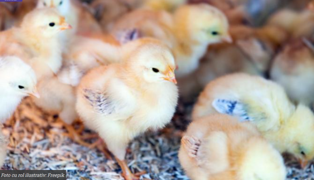 hotii de cupru au provocat oroarea