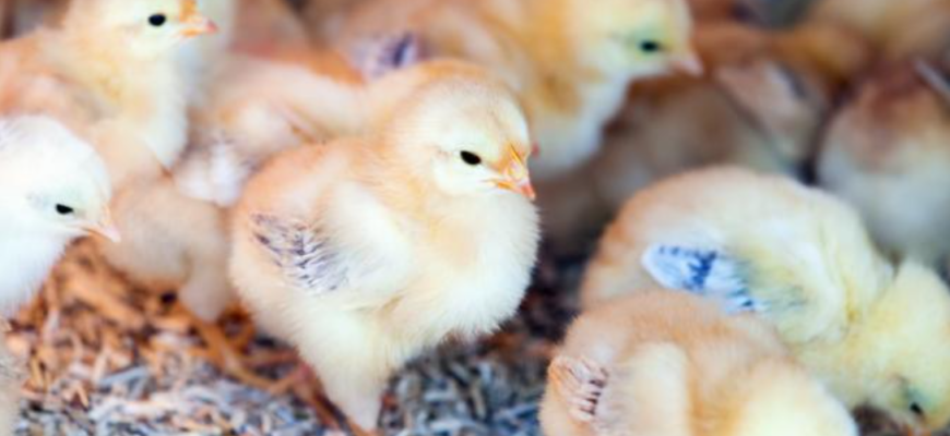 hotii de cupru au provocat oroarea