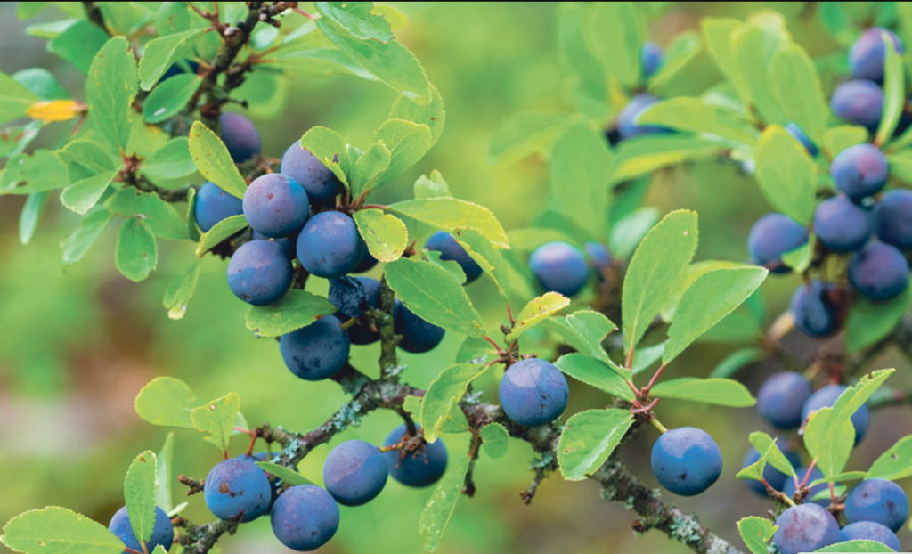 leacurile cu porumbar au calitati nebanuite 1