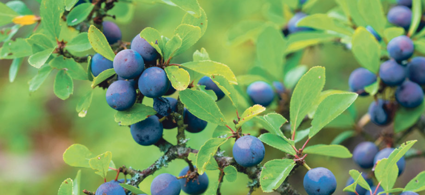 leacurile cu porumbar au calitati nebanuite 1