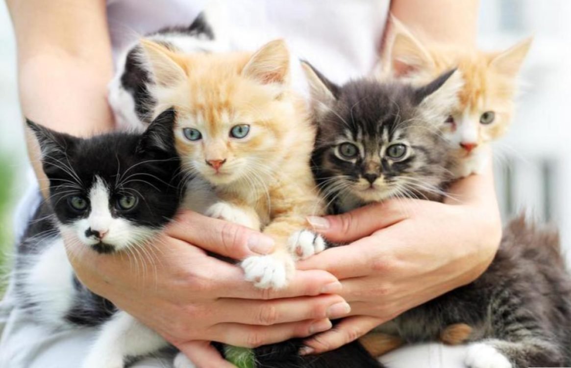 Pisicile - o incursiune în lumea blănoasă a celor mai adorabile animale de companie