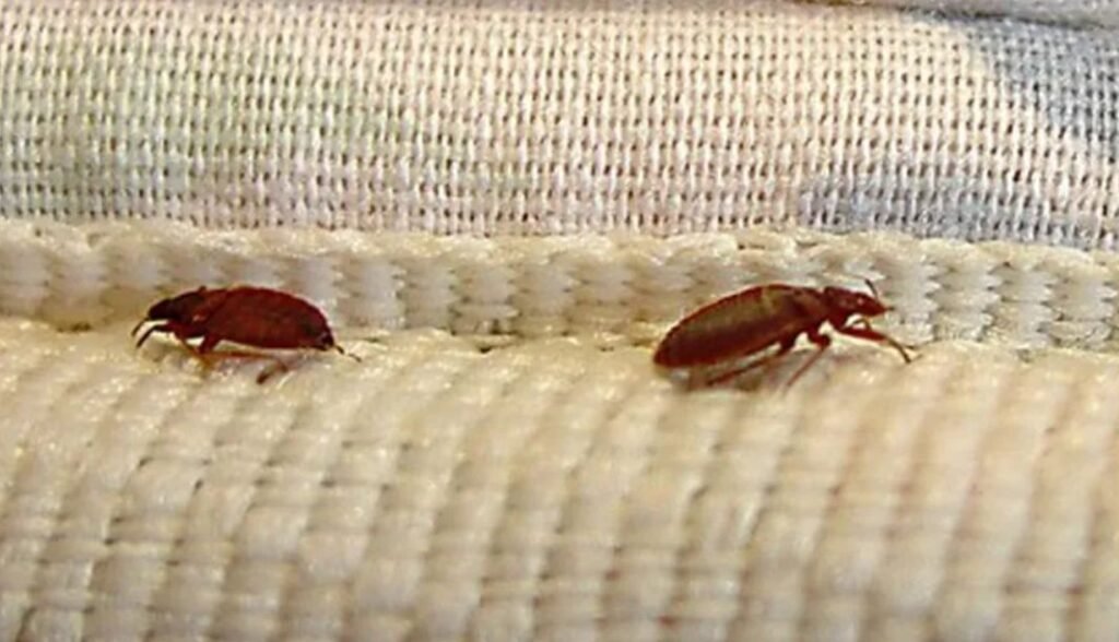 Ploșnițele bagă oameni după gratii în Franța. Dosar pentru ucidere din culpă, după descoperirea unui insecticid în casa unui bătrân mort