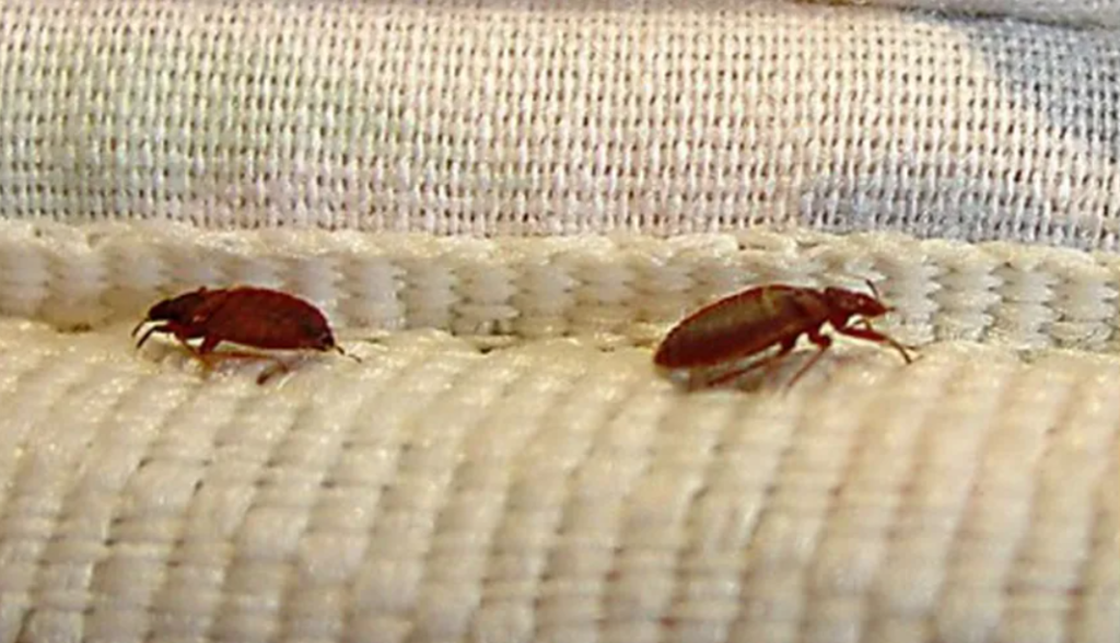 plosnitele baga oameni dupa gratii