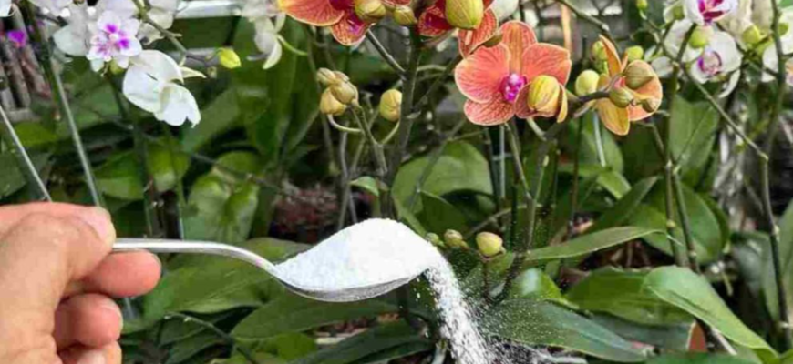 radacini puternice si flori constant