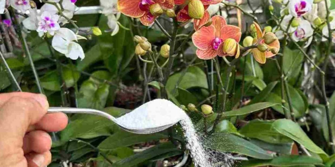 Îngrășământul natural care ajută florile tale să aibă rădăcini puternice și flori constant