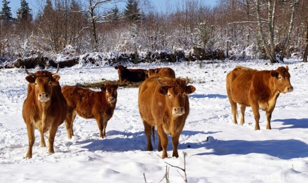 ANSA vine cu un șir de recomandări pentru fermieri: Sănătatea animalelor depinde de condițiile în care acestea vor ierna 1 ANSA vine cu un șir de recomandări pentru fermieri: Sănătatea animalelor depinde de condițiile în care acestea vor ierna