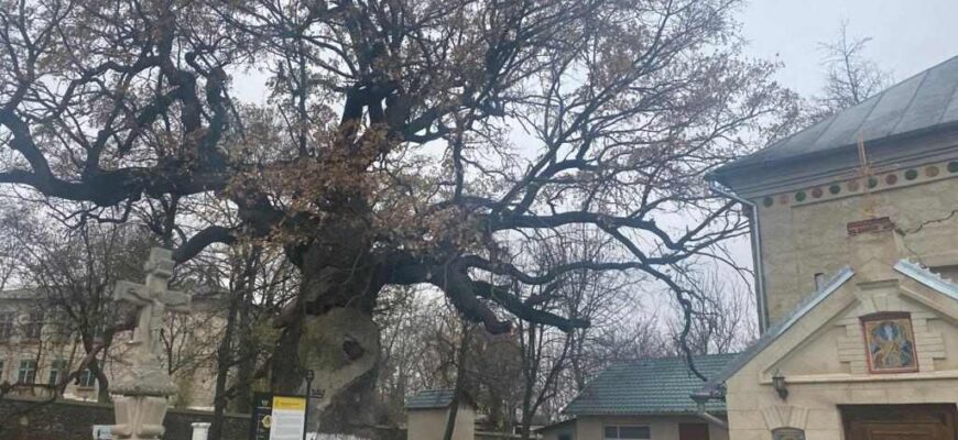 starea stejarului lui stefan cel mare