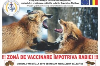 Republica Moldova a primit asistență financiară nerambursabilă de la Uniunea Europeană pentru eradicarea rabiei la vulpi