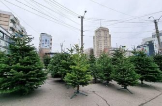 Vrei un brad de sărbători? Iată adresele unde sunt expuși pomii de Crăciun