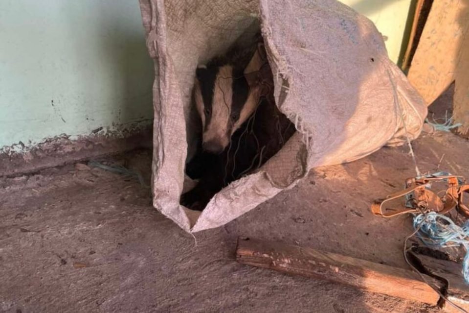 Operațiune de salvare! Un bursuc, ținut în captivitate de un braconier din Sîngerei, eliberat de inspectorii de mediu