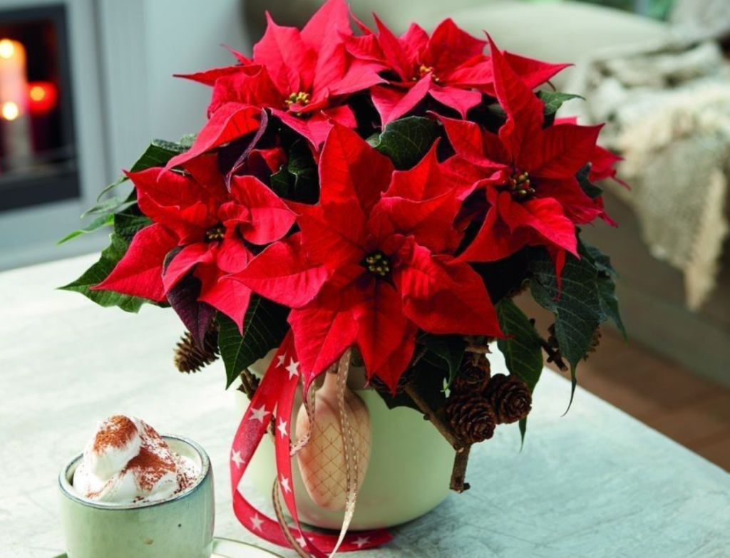 cum sa pastrezi craciunitele