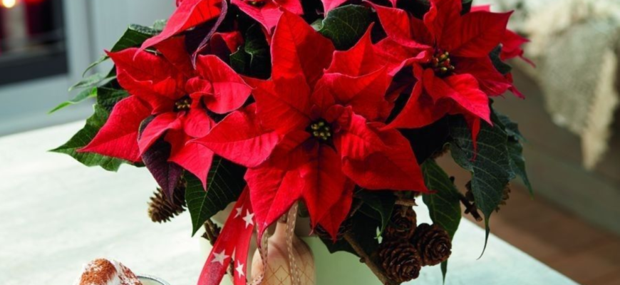 cum sa pastrezi craciunitele