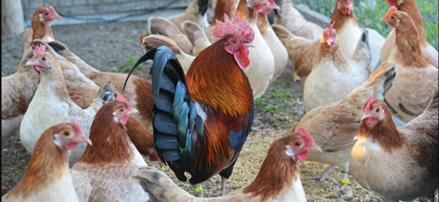 fermierii francezi vor fi protejati prin lege