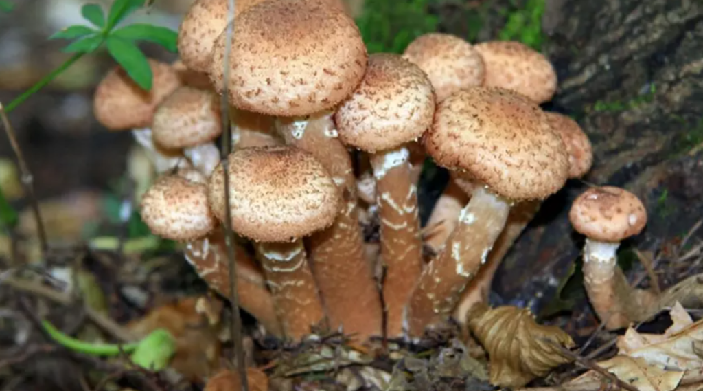 O moldoveancă în vârstă de 58 de ani a fost intoxicată grav după ce a consumat ciuperci otrăvitoare 1 intoxicata grav dupa ce a consumat ciuperci