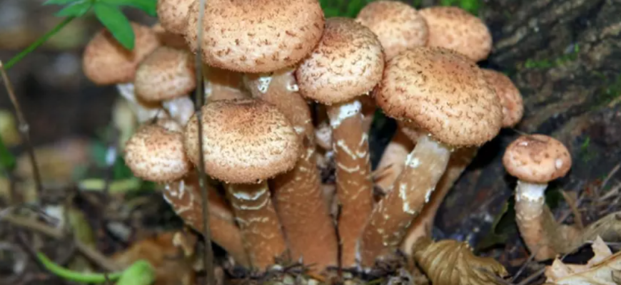 intoxicata grav dupa ce a consumat ciuperci