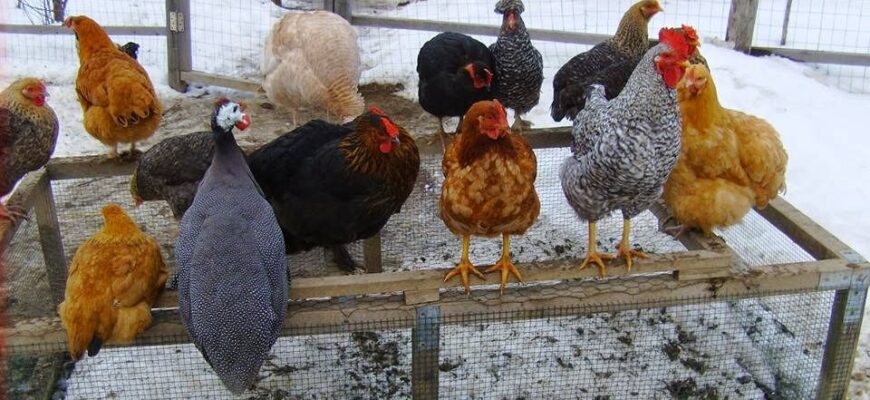 focare de gripa aviara