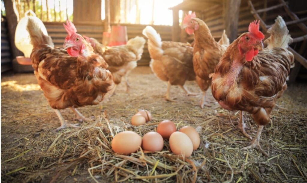 Oamenii pot înțelege cotcodăcitul găinilor. Ce au descoperit cercetătorii 1 Oamenii pot înțelege cotcodăcitul găinilor. Ce au descoperit cercetătorii