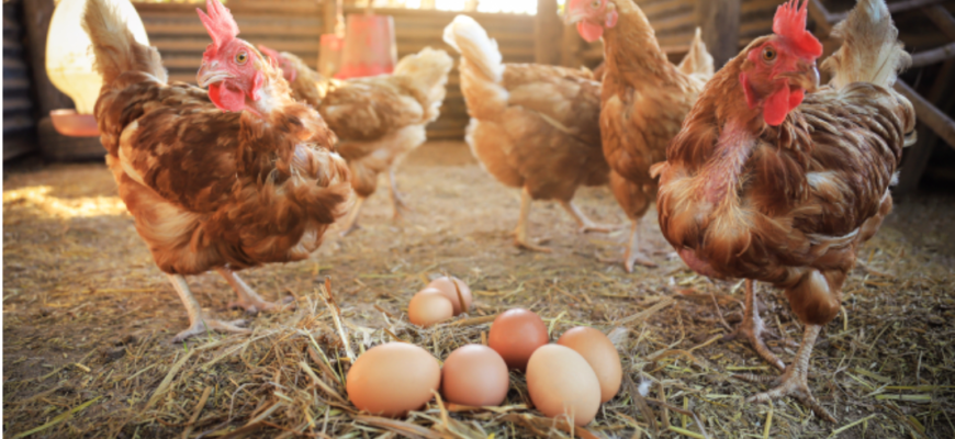 oamenii pot intelege cotcodacitul gainilor