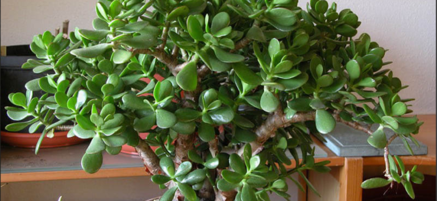 planta banilor atrage abundenta financiara