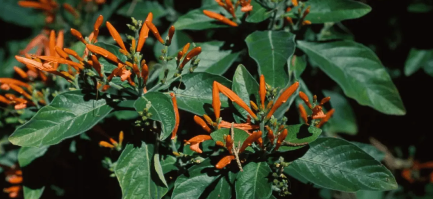 planta de insulina cissus verticillata