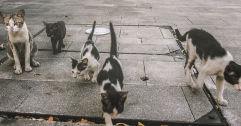 gasite intr un congelator