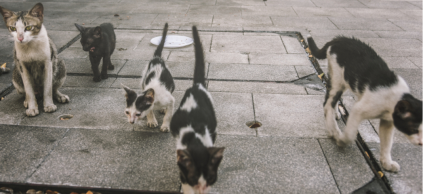 gasite intr un congelator