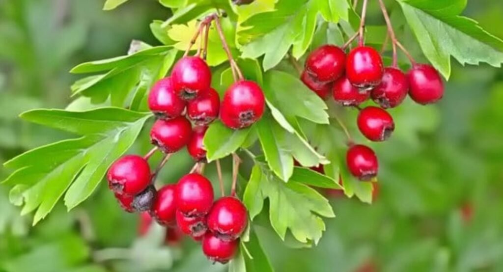 Remedii din natură care te ajută să reduci colesterolul mărit și trigliceridele 1 Remedii din natură care te ajută să reduci colesterolul mărit și trigliceridele