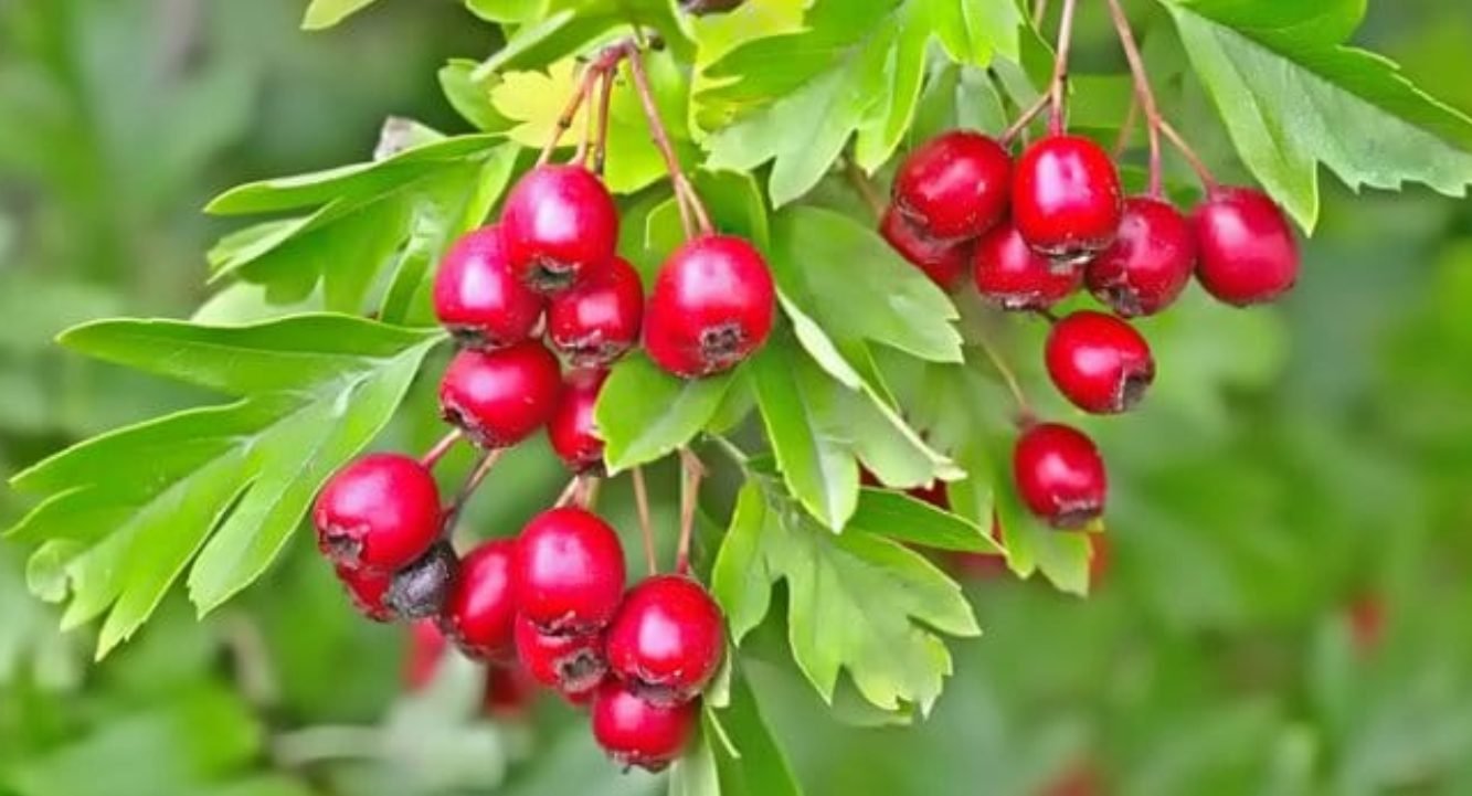 Remedii din natură care te ajută să reduci colesterolul mărit și trigliceridele