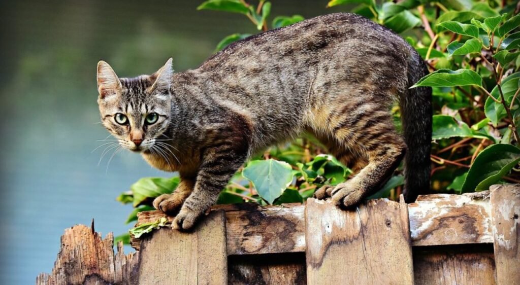 De ce oare pisicile străine intră în casele noastre, iar noi, suntem tentați să le alungăm? Comportamentul curios al felinelor