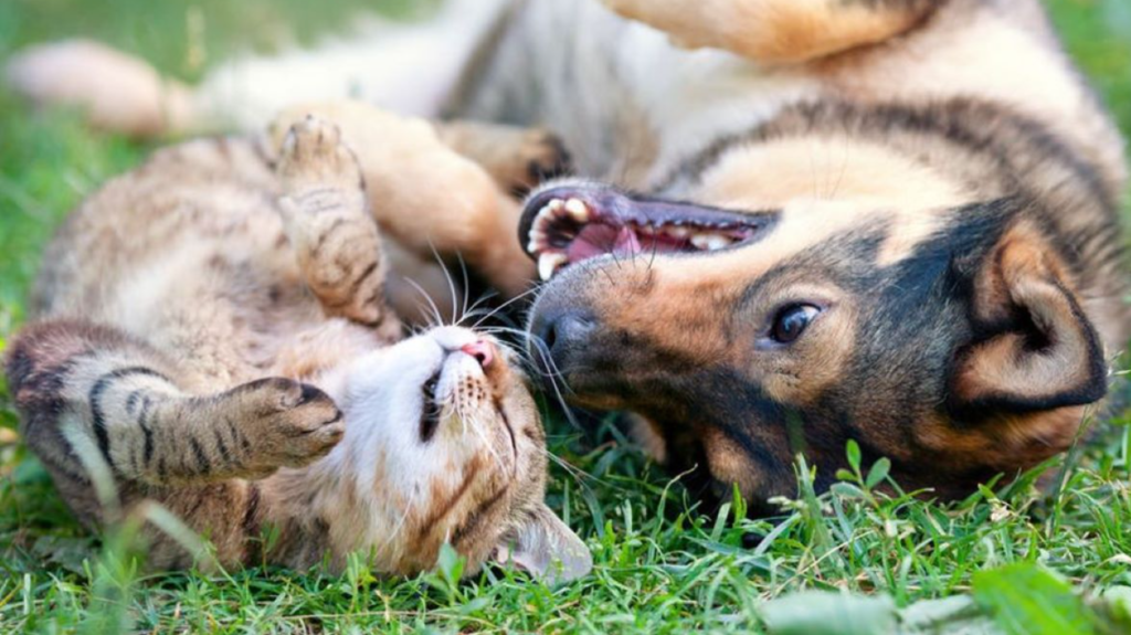 ura dintre caini si pisici