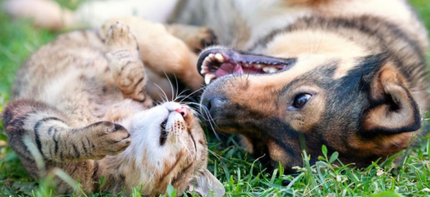 ura dintre caini si pisici