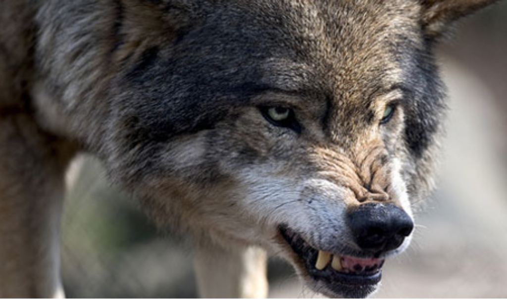 atacata de un lup