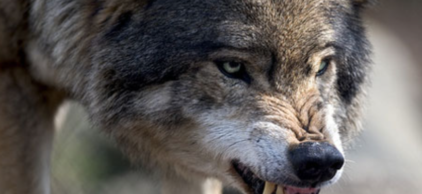 atacata de un lup