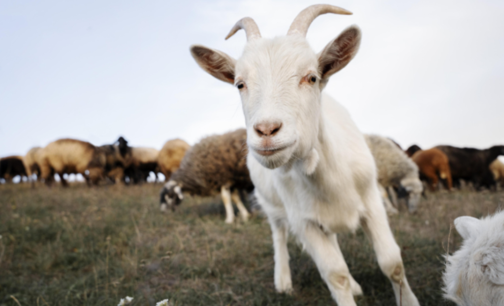 china cloneaza o pereche de capre