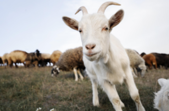 china cloneaza o pereche de capre