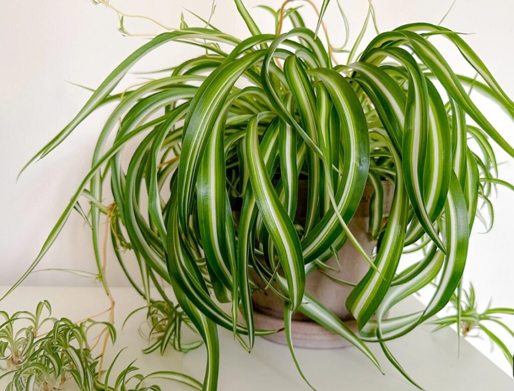 Planta păianjen sau voalul miresei pentru a purifica aerul din casă