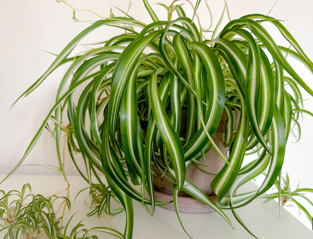 chlorophytum comosum