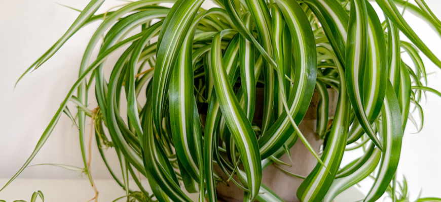 chlorophytum comosum