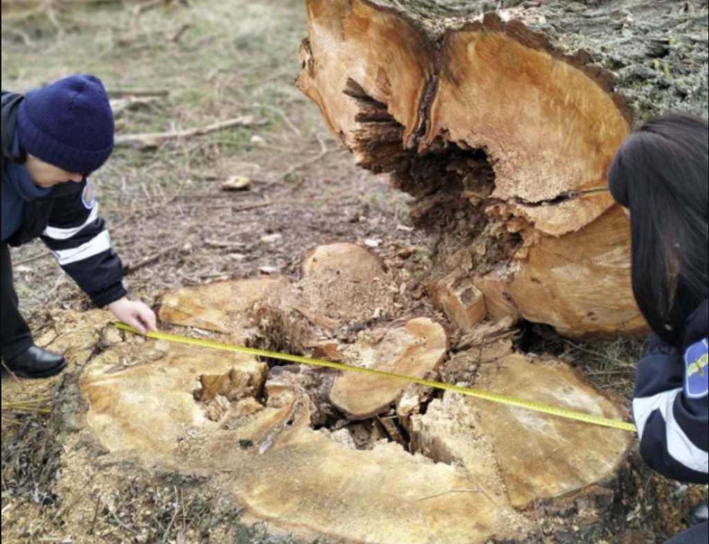 Se taie ca-n varză în pădurile din nordul țării. Sute de cioate de copaci defrișați ilegal, depistate la Ocnița și Dondușeni 15 cioate de copaci defrisati