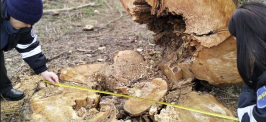 cioate de copaci defrisati