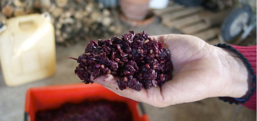 consumul moderat de tescovina