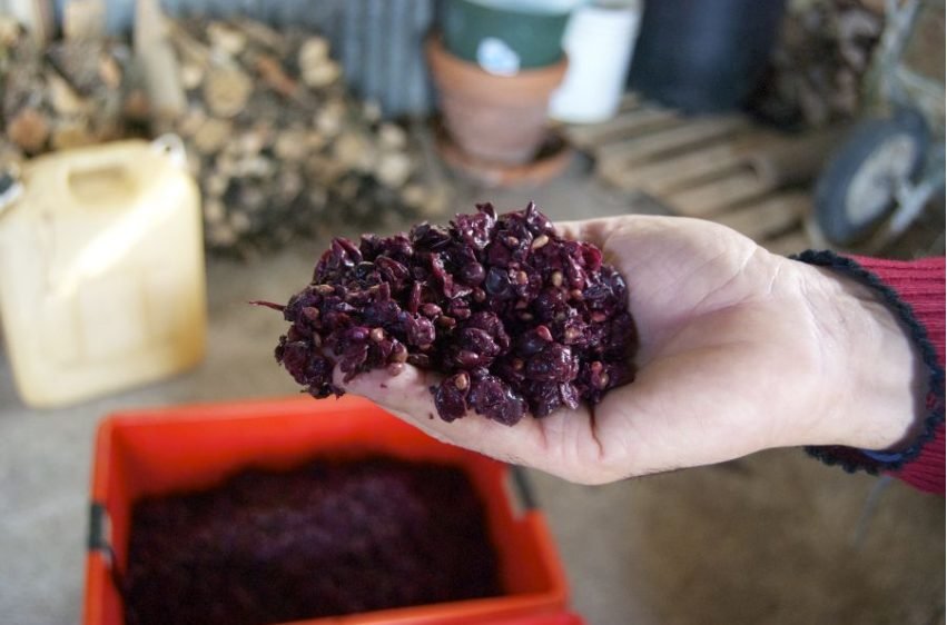 Tinctura care poate reduce riscul de a dezvolta anumite tipuri de cancer. Care este doza zilnică recomandată