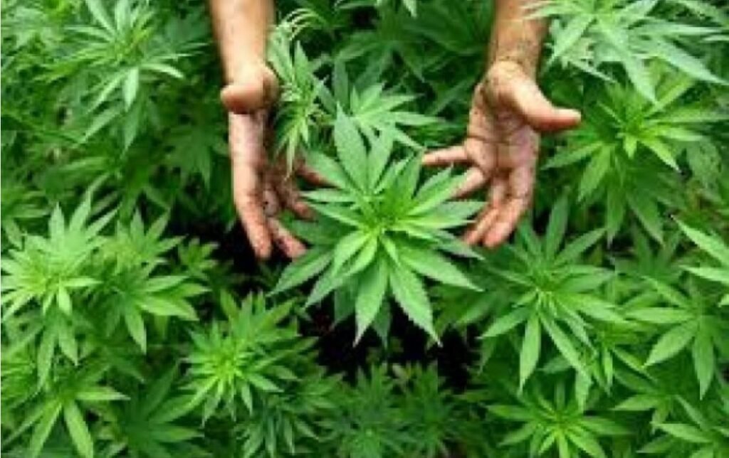 Condamnați la închisoare pentru cultivarea plantelor ce conțineau droguri. Au fost ridicate 1,2 kg de substanțe interzise 1 Condamnați la închisoare pentru cultivarea plantelor ce conțineau droguri. Au fost ridicate 1,2 kg de substanțe interzise