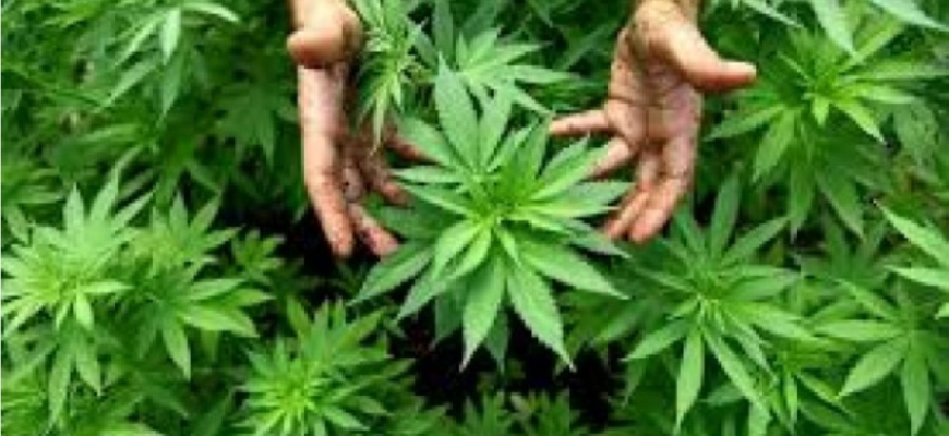 cultivarea plantelor ce contineau droguri