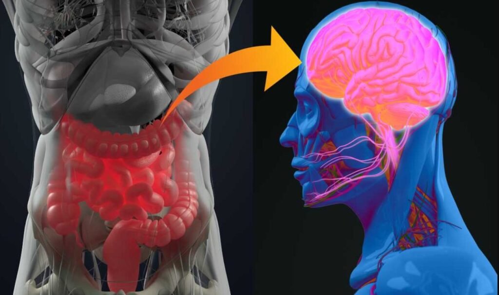 STUDIU// Există o relație între microbiomul intestinal și ateroscleroză - una dintre cauzele infarctului miocardic și accidentului vascular cerebral 1 STUDIU// Există o relație între microbiomul intestinal și ateroscleroză - una dintre cauzele infarctului miocardic și accidentului vascular cerebral